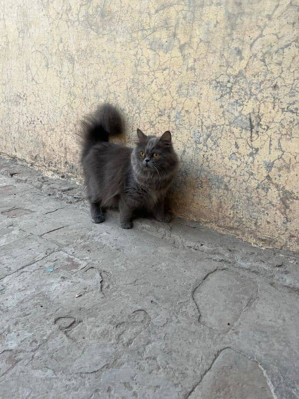 Persian female cat 0