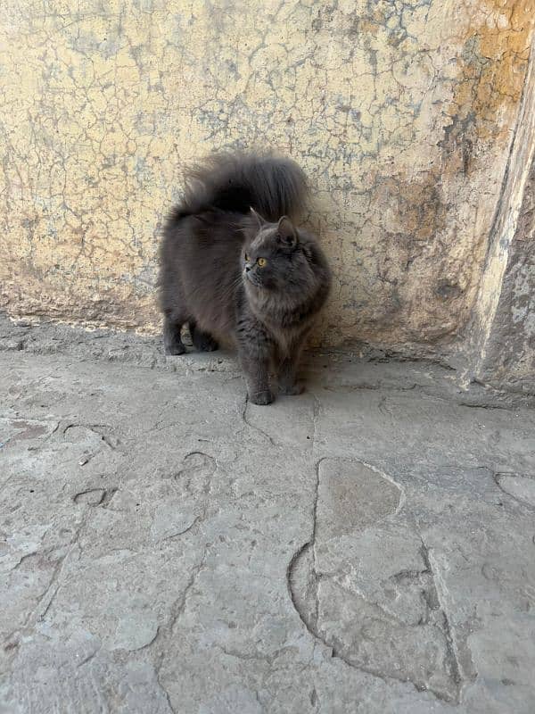 Persian female cat 1