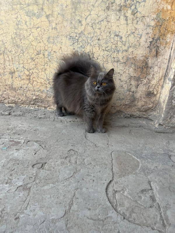 Persian female cat 4