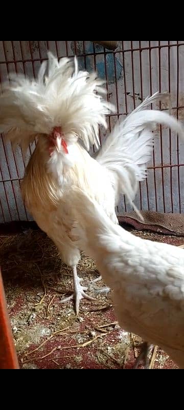 White polish egg laying pair , light susex male 03194425273 0