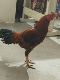 assel chicken male hen