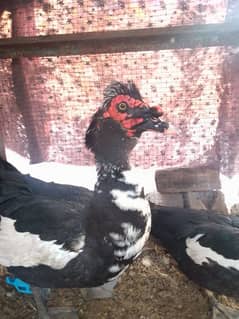 Muscovy duck