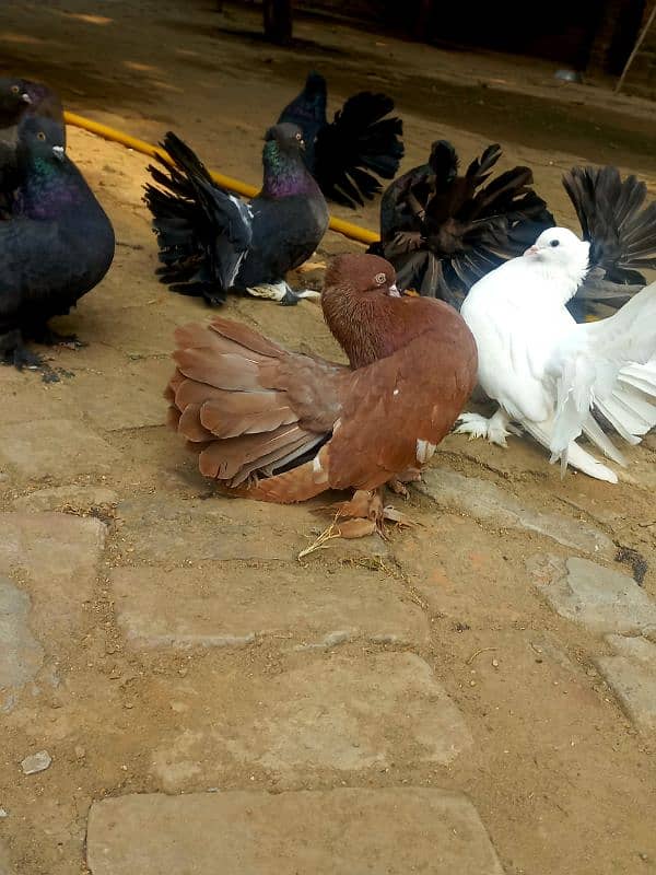 Indian fantail breeder male healthy and active 1