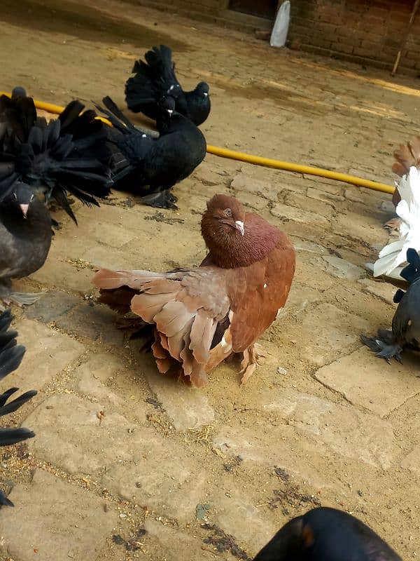 Indian fantail breeder male healthy and active 2