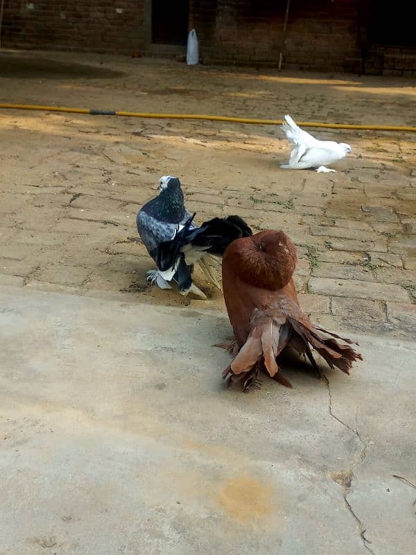 Indian fantail breeder male healthy and active 3