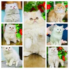 Persian Kittens | Punch Face | Triple Coated | Kittens |  male |female