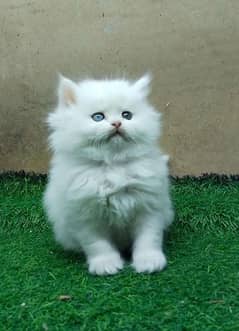 Fluffy Kittens Available In Reasonable Price With Accessories package