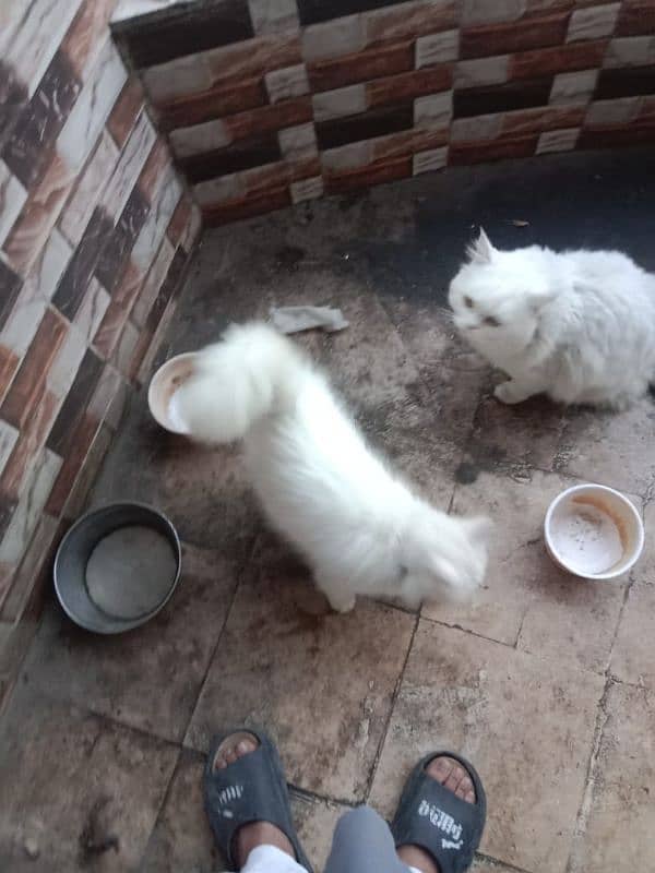 Persian pair for sale 2