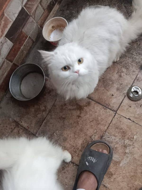 Persian pair for sale 3