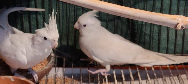 red eyes cocktails pair full breeder pair 1