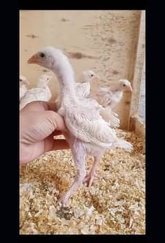 aseel heera chicks for sell