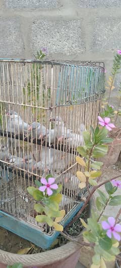 silver java chick's original  #03312256380