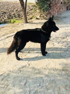 Black Shepherd Male