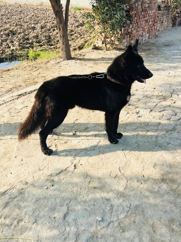 Black Shepherd Male 0