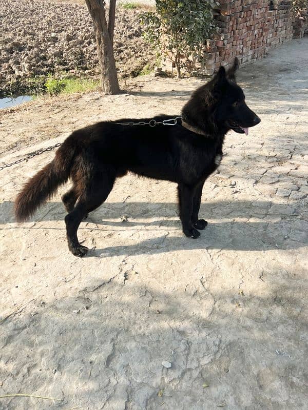 Black Shepherd Male 1