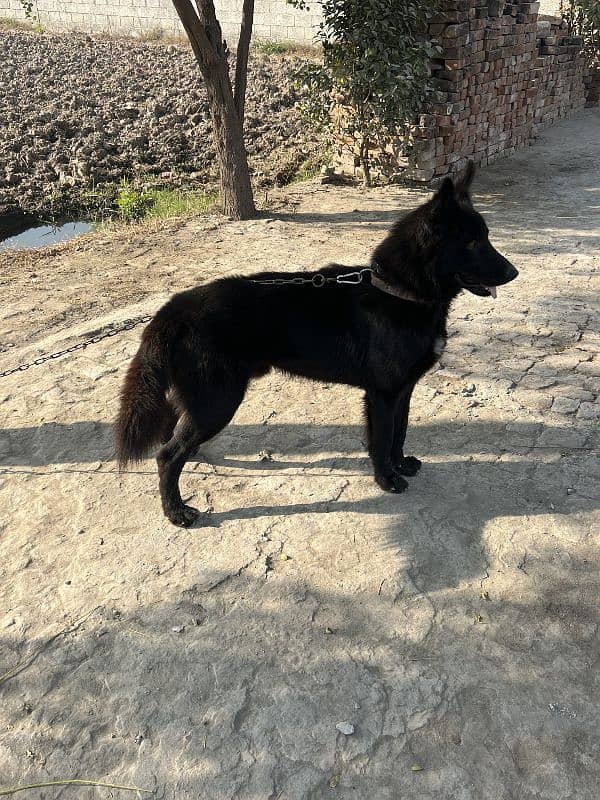 Black Shepherd Male 2