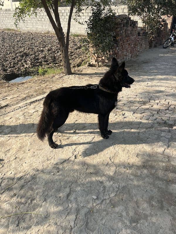 Black Shepherd Male 3