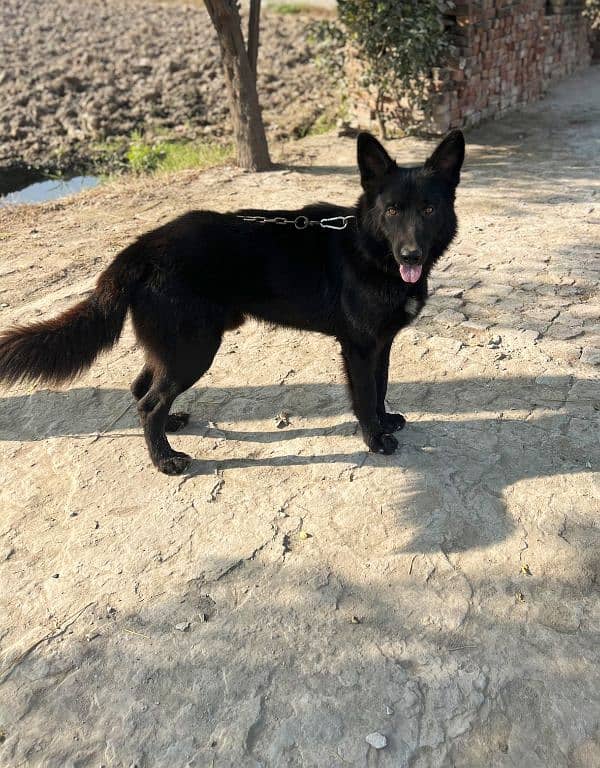 Black Shepherd Male 5