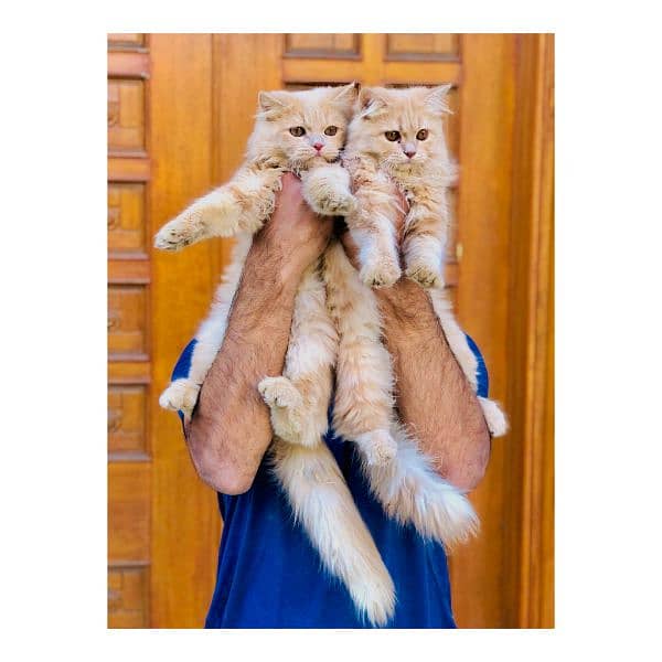 Persian hamalian british punch face piki face cat's and kitten's 1