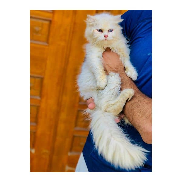 Persian hamalian british punch face piki face cat's and kitten's 3