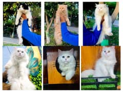 Persian hamalian british punch face piki face cat's and kitten's