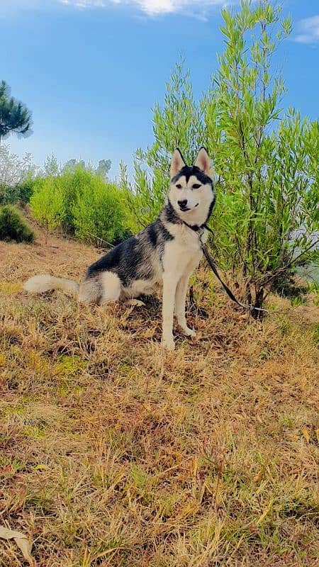 siberian huskey female for sale age 8 month 0