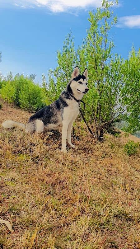 siberian huskey female for sale age 8 month 1