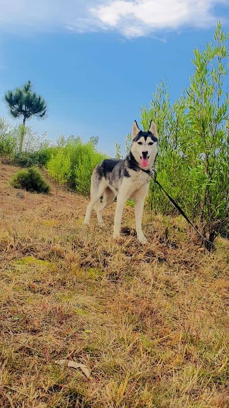 siberian huskey female for sale age 8 month 2