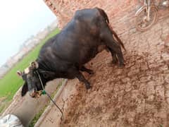 buffalo for sale bht achi nasal ki ha 14 kg milk