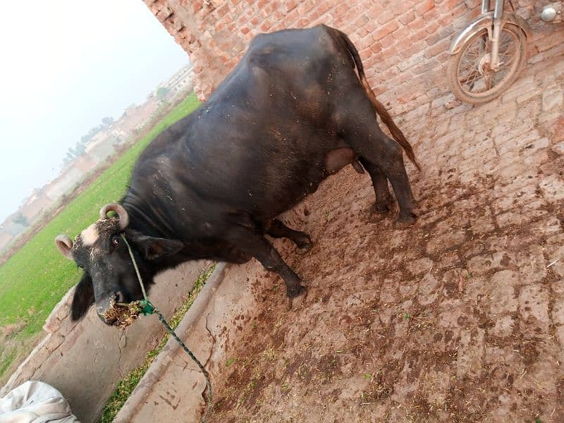 buffalo for sale bht achi nasal ki ha 14 kg milk 0