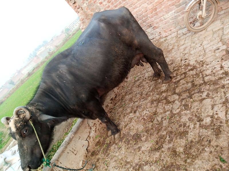 buffalo for sale bht achi nasal ki ha 14 kg milk 1