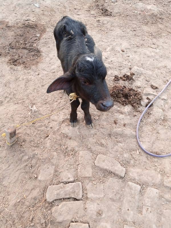 buffalo for sale bht achi nasal ki ha 14 kg milk 2