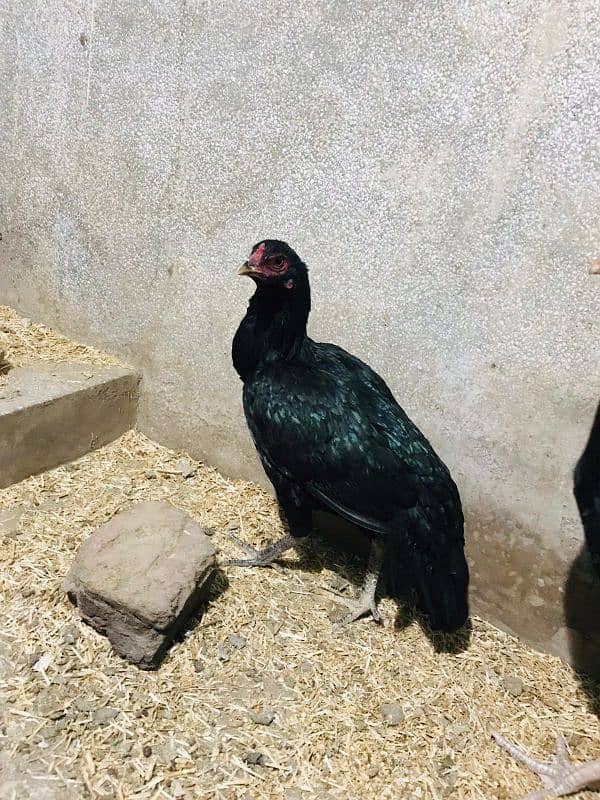 aseel black hen 0