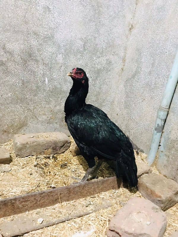 aseel black hen 2