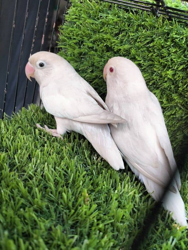 Albino Red Eyes & Black Eye split red eyes (2 pairs) 1