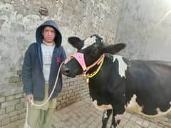 cow pure ferzion jersey cross 03075393493