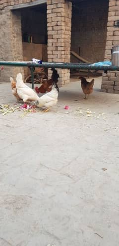 Hens laying eggs contact only WhatsApp 03266325561