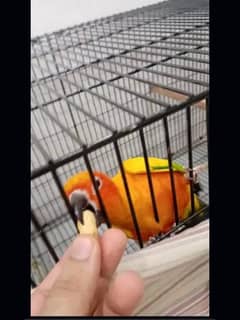 sun conure DNA breeder pair WITH HISTORY