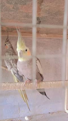 cocktail  bangles breeder pair cage