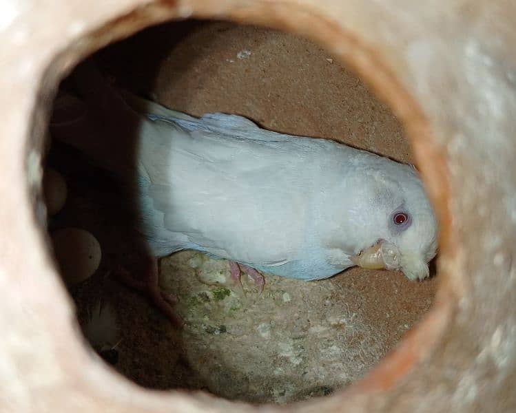 Australian parrots Confirm pair 0