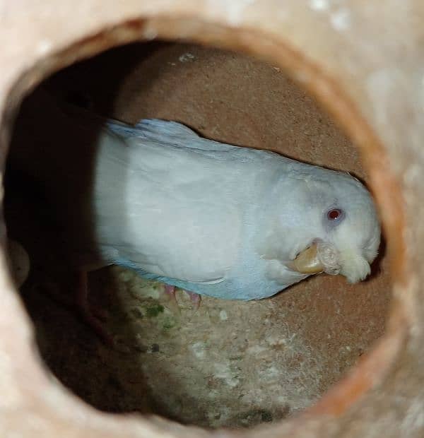 Australian parrots Confirm pair 1