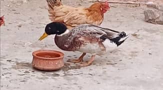 Male Duck