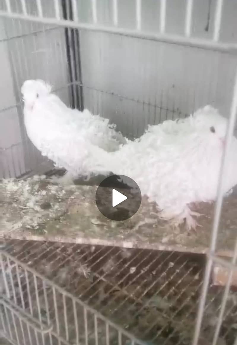 Fancy Pigeons for sale 0