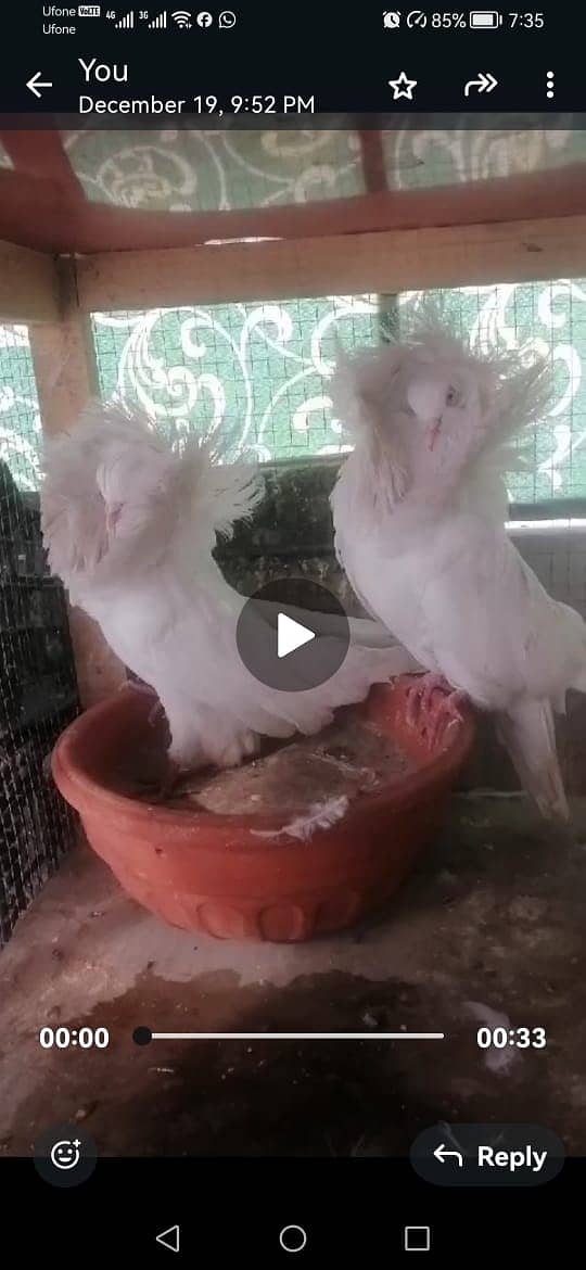 Fancy Pigeons for sale 1