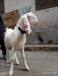 Pure Rajanpuri Goat