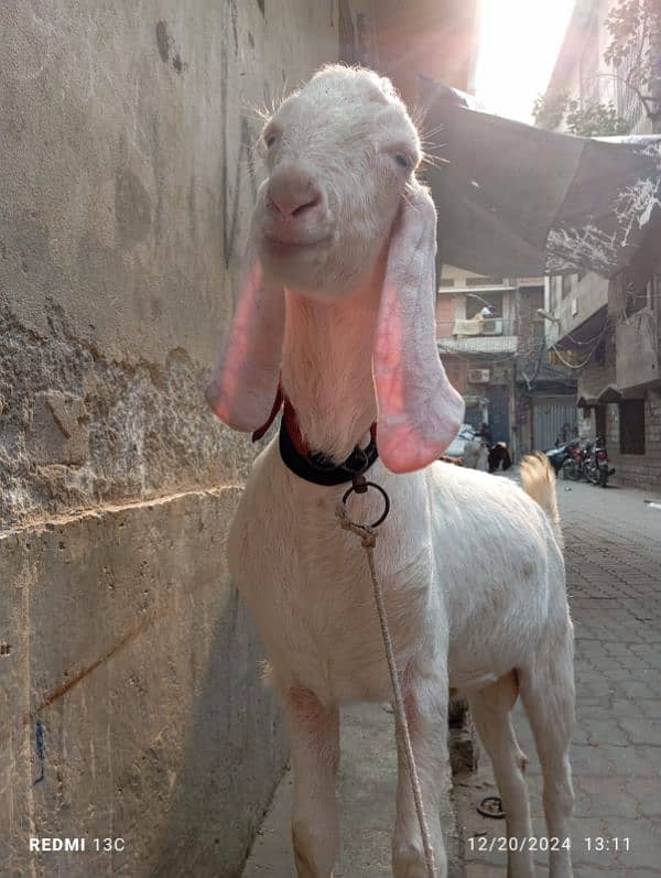 Pure Rajanpuri Goat 2