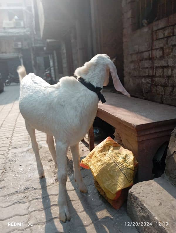 Pure Rajanpuri Goat 3