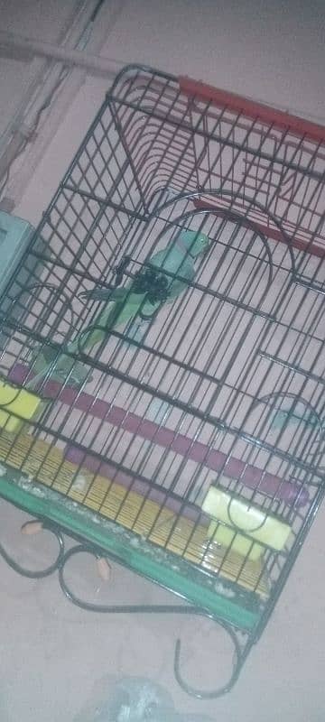 Raw paroot bil kol saf sutra gar ka bacha ha. bil kol new Cage bhi ha. 2