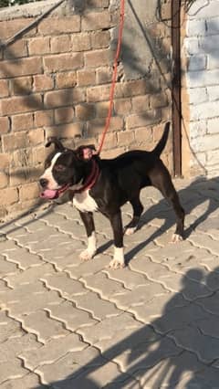 Pitbull Female urgent for sale