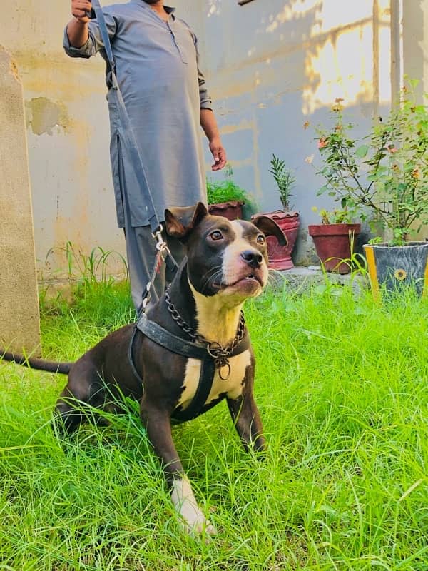 Pitbull Female urgent for sale 1